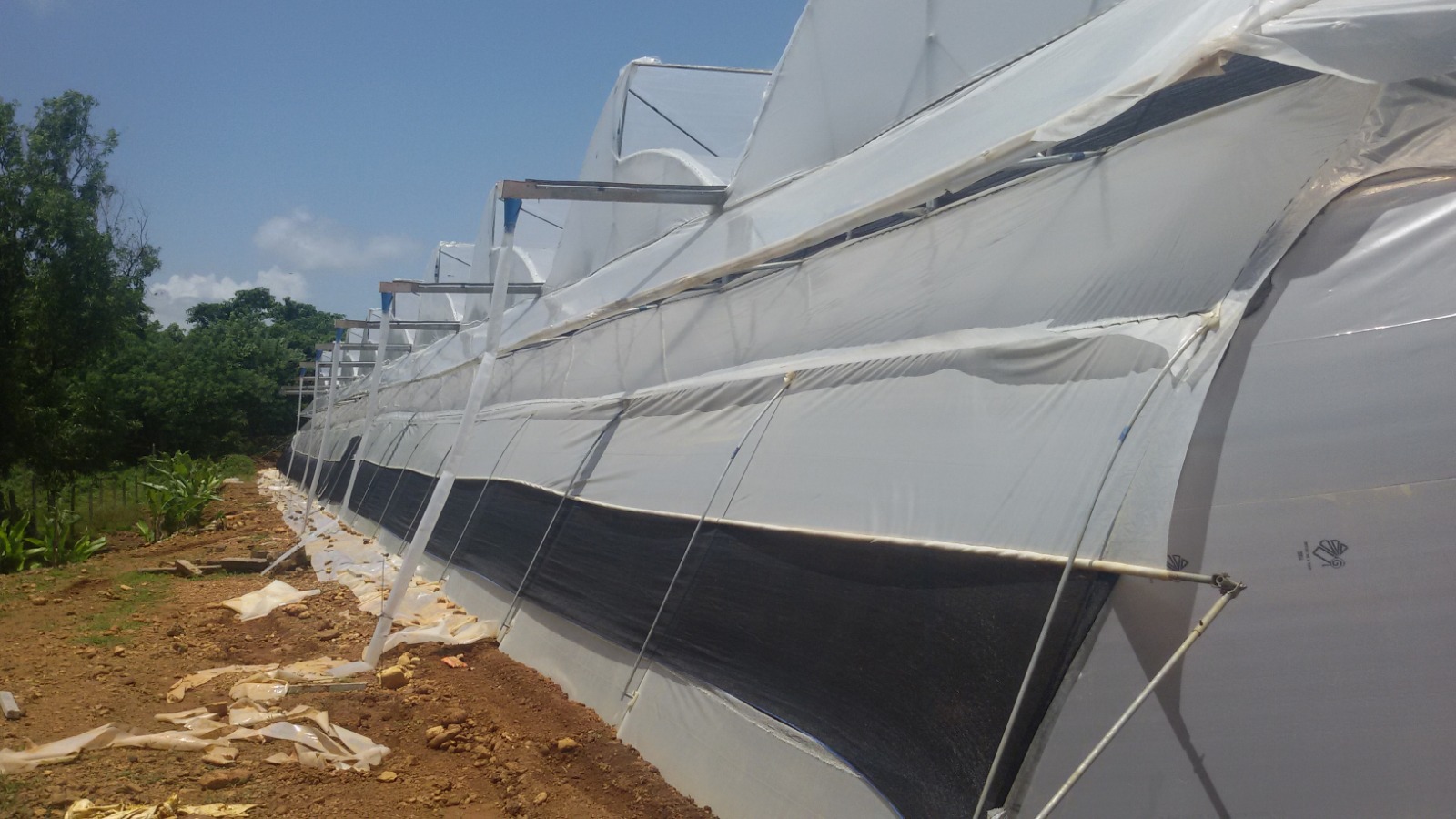 Greenhouse Project 54